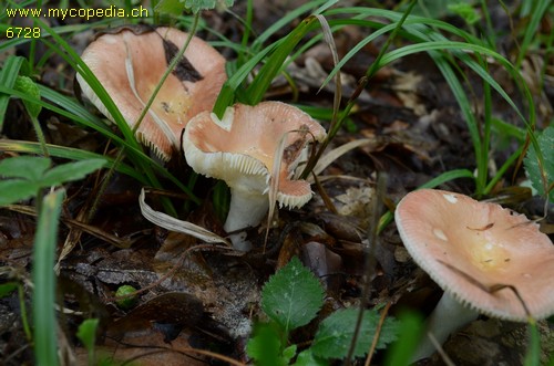 Russula laeta - 