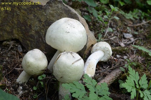 Agaricus macrocarpus - 