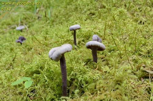 Laccaria amethystina - 