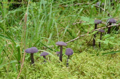 Laccaria amethystina - 