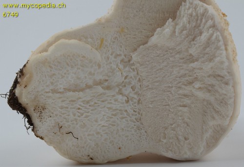 Lycoperdon pratense - 