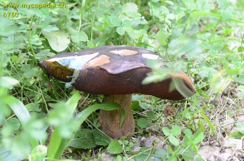 Neoboletus praestigiator - 