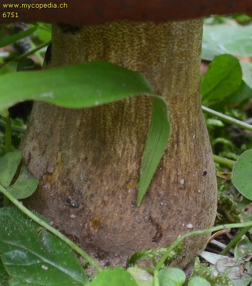 Neoboletus praestigiator - 