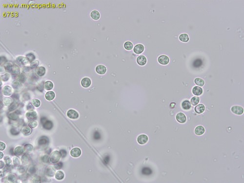 Hypocrea citrina - Sporen - 