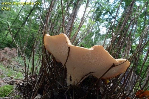 Polyporus squamosus - 