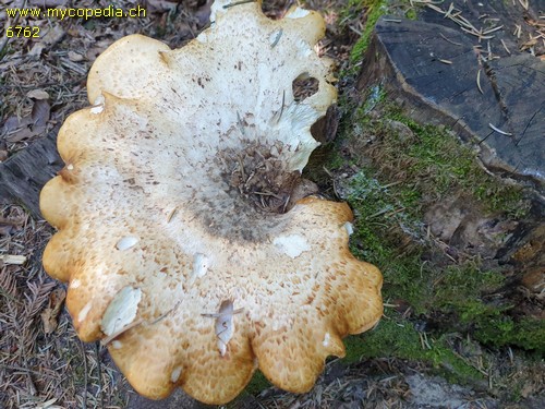 Polyporus squamosus - 