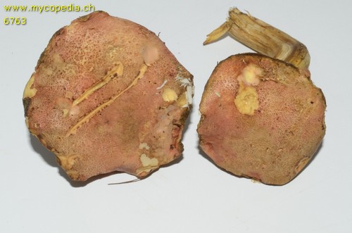 Hortiboletus rubellus - 