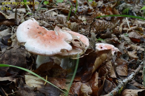 Russula puellula - 