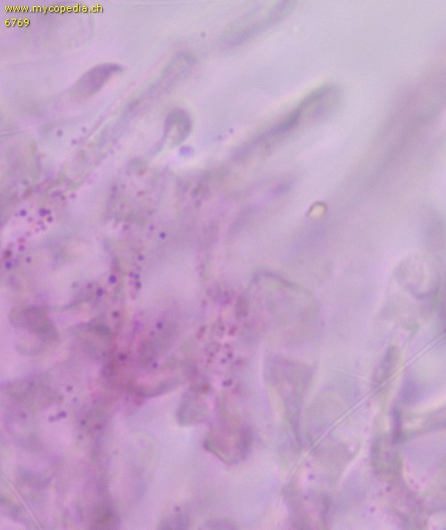Russula rosea - Primoridalhyphen inkrustiert - 