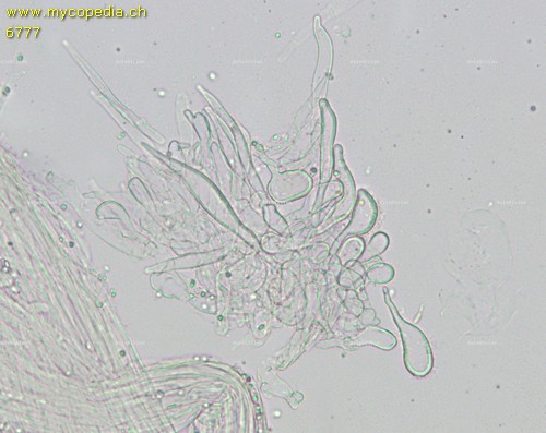 Delicatula integrella - Kaulozystiden - 