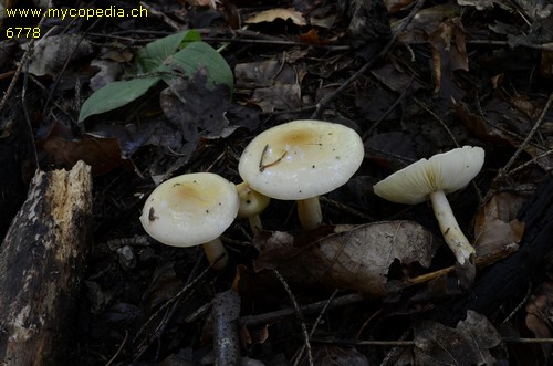 Zhuliangomyces ochraceoluteus - 