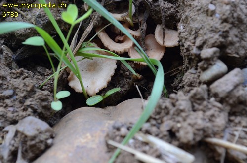 Entoloma neglectum - 