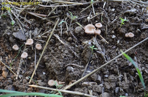 Entoloma neglectum - 