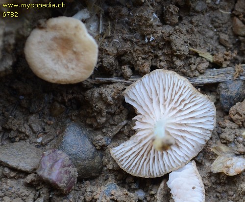 Entoloma neglectum - 