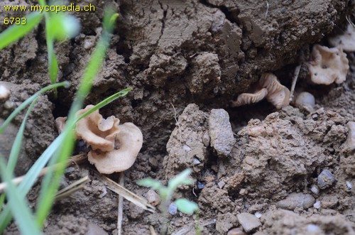 Entoloma neglectum - 