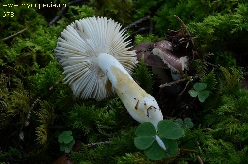 Russula puellaris - 