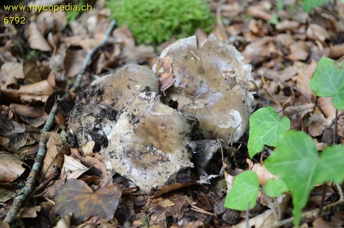 Russula anthracina var. inspida - 