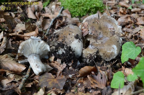 Russula anthracina var. inspida - 