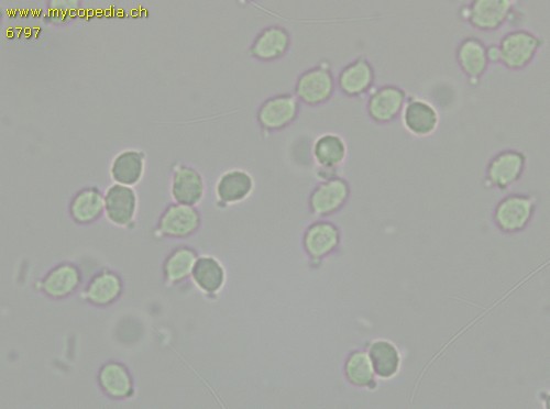 Zhuliangomyces ochraceoluteus - Sporen - Wasser  - 