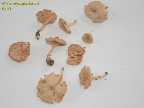 Entoloma neglectum - 