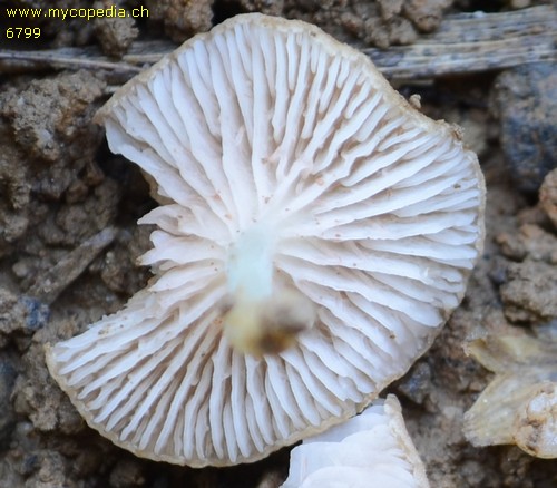 Entoloma neglectum - 