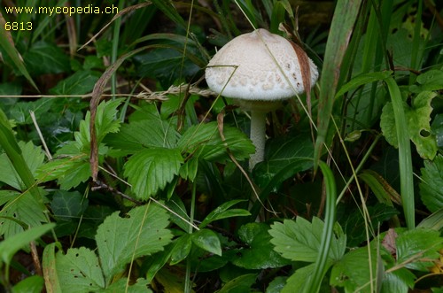 Macrolepiota mastoidea - 