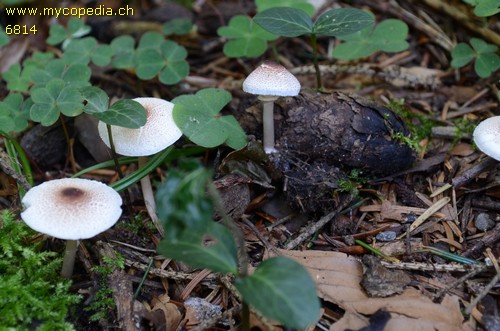 Lepiota cristata - 