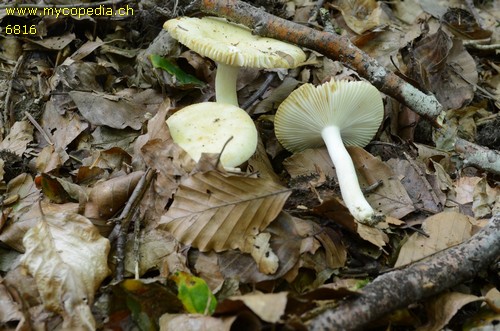 Russula farinipes - 