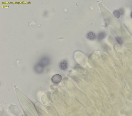 Russula farinipes - 