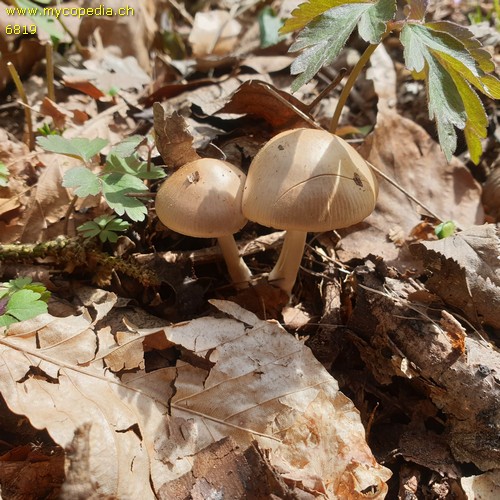 Psathyrella candolleana - 