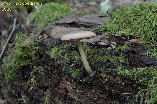 Pluteus salicinus - 