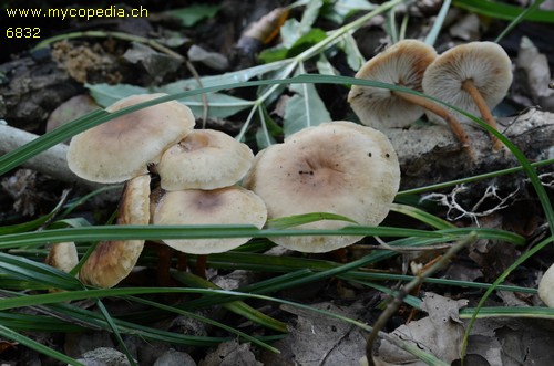 Collybiopsis peronata - 