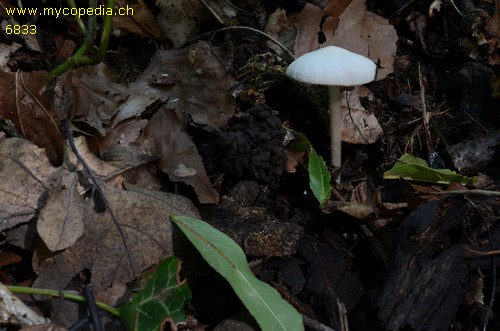 Pluteus exiguus - 