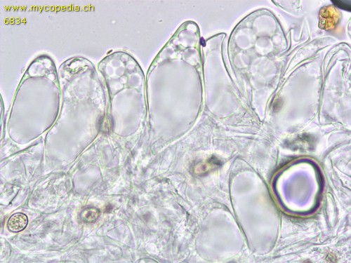 Pluteus exiguus - HDS - 