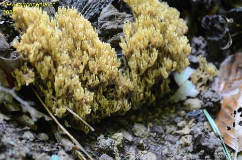 Phaeoclavulina myceliosa - 