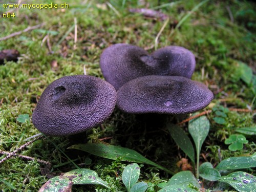 Cortinarius violaceus - 