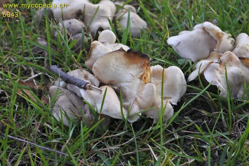 Tricholoma scalpturatum - 