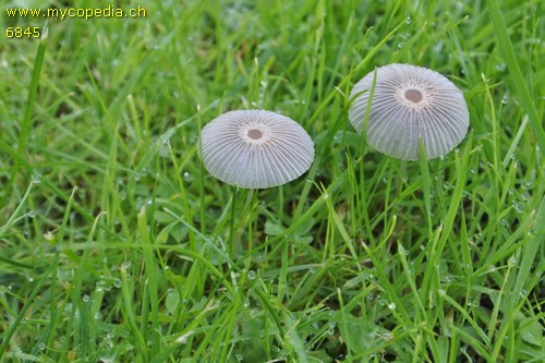 Parasola plicatilis - 