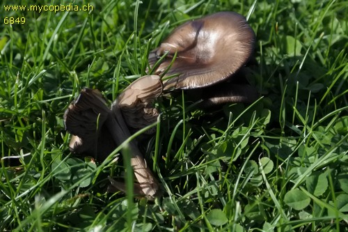 Entoloma sericeum - 