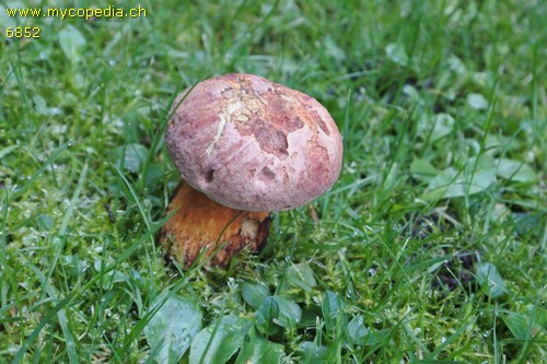 Rubroboletus legaliae - 