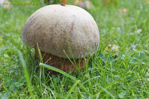 Rubroboletus legaliae - 