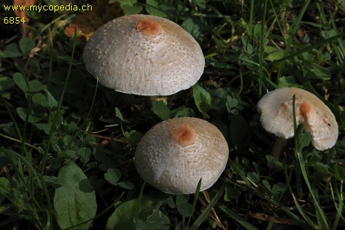 Lepiota cristata - 