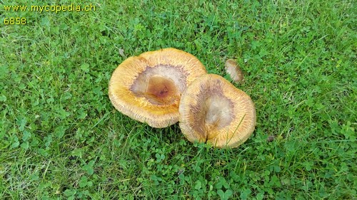 Paxillus validus - 