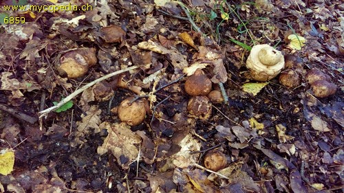 Geastrum triplex - 