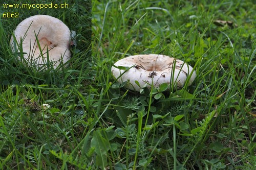 Lactarius torminosus - 