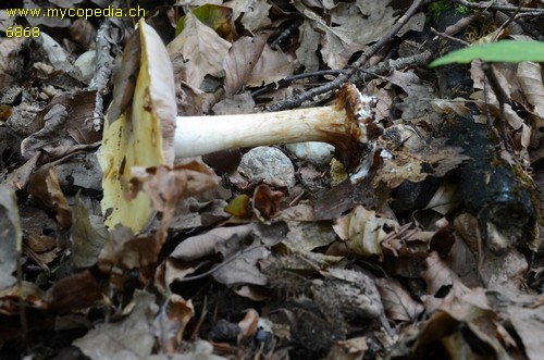 Cortinarius callochrous - 