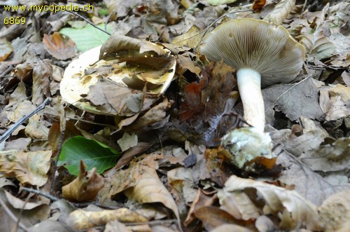 Cortinarius callochrous - 