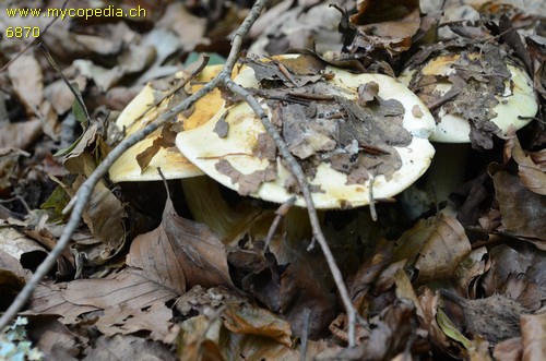 Cortinarius callochrous - 