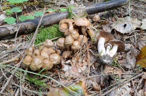 Cortinarius leucopus - 