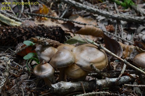 Cortinarius leucopus - 